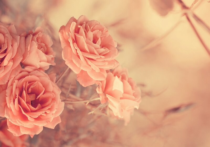 Pink Roses in Bloom — Peach, Soft