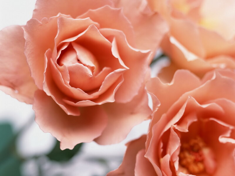 Pink Roses in Bloom — Peach