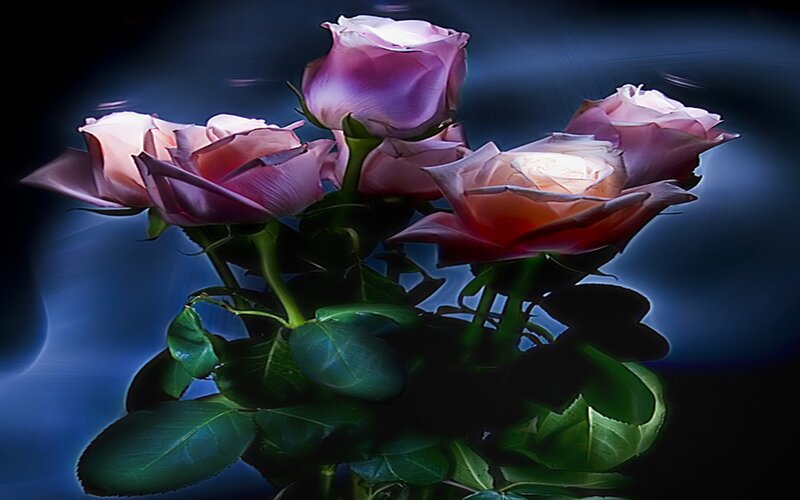 Pink Roses in Bloom — Purple, Dramatic