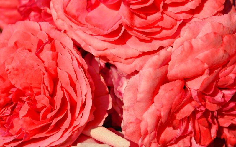 Pink Roses in Bloom — Red