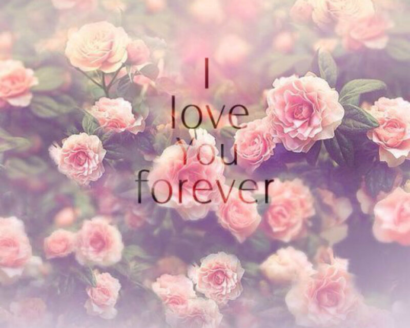 Pink Roses in Bloom — Romantic, Photograph