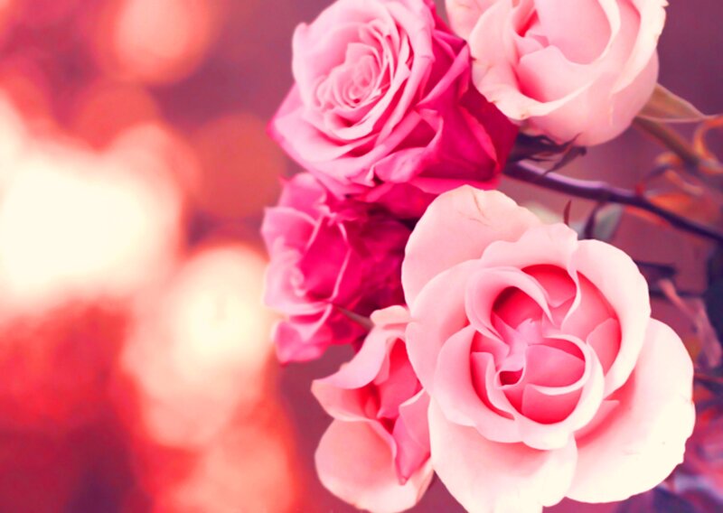 Pink Roses in Bloom — Romantic