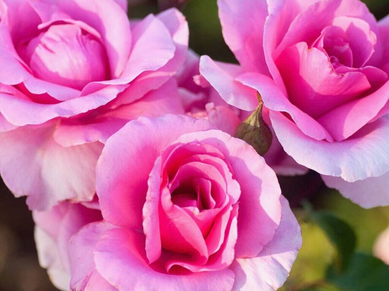 Pink Roses in Bloom — Serene, Afternoon, Photograph, Blossoms