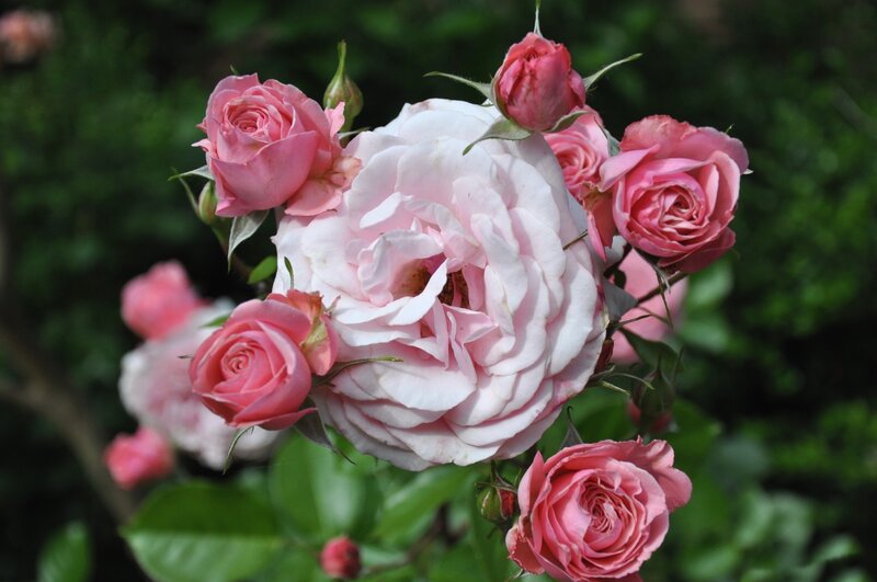 Pink Roses in Bloom — Serene, Afternoon, Photograph, Buds, Leaves, Greenery
