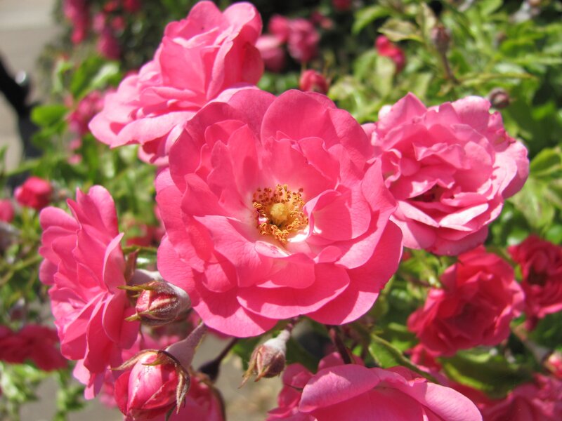 Pink Roses in Bloom — Serene, Afternoon, Photograph, Buds, Leaves, Sunlight, Green, Yellow