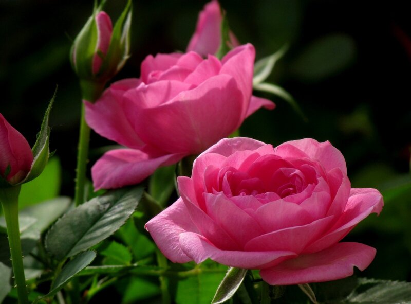 Pink Roses in Bloom — Serene, Afternoon, Photograph, Buds, Leaves