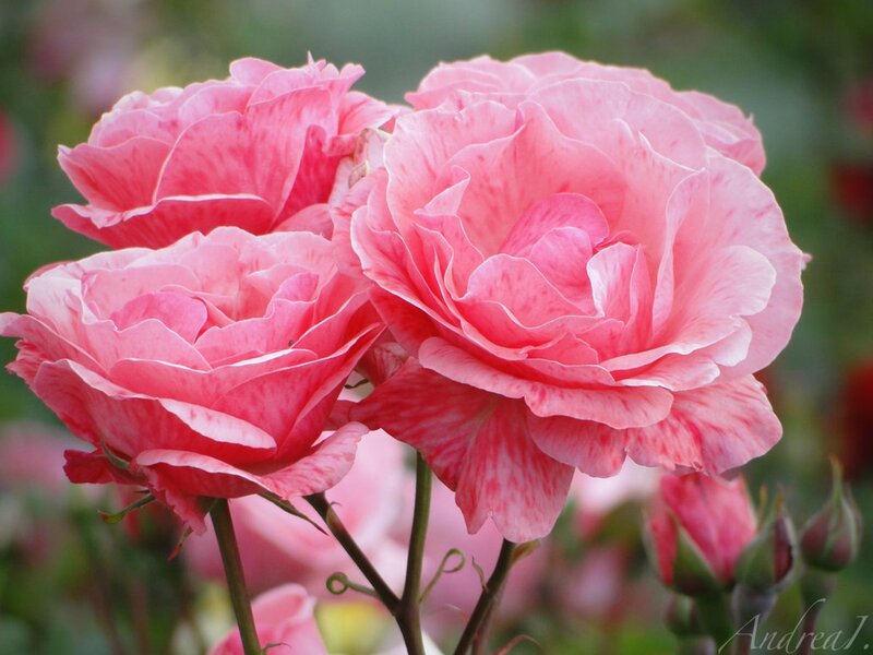 Pink Roses in Bloom — Serene, Afternoon, Photograph, Buds, Stems