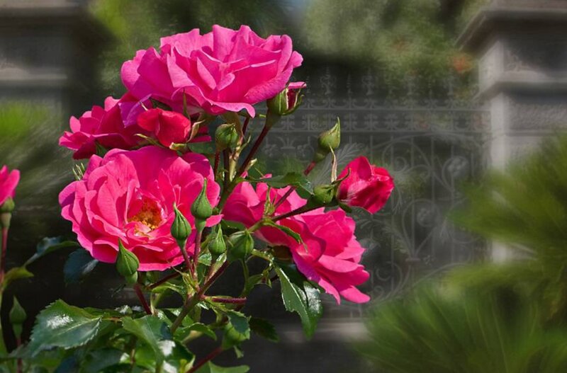 Pink Roses in Bloom — Serene, Afternoon, Photograph, Bush, Buds