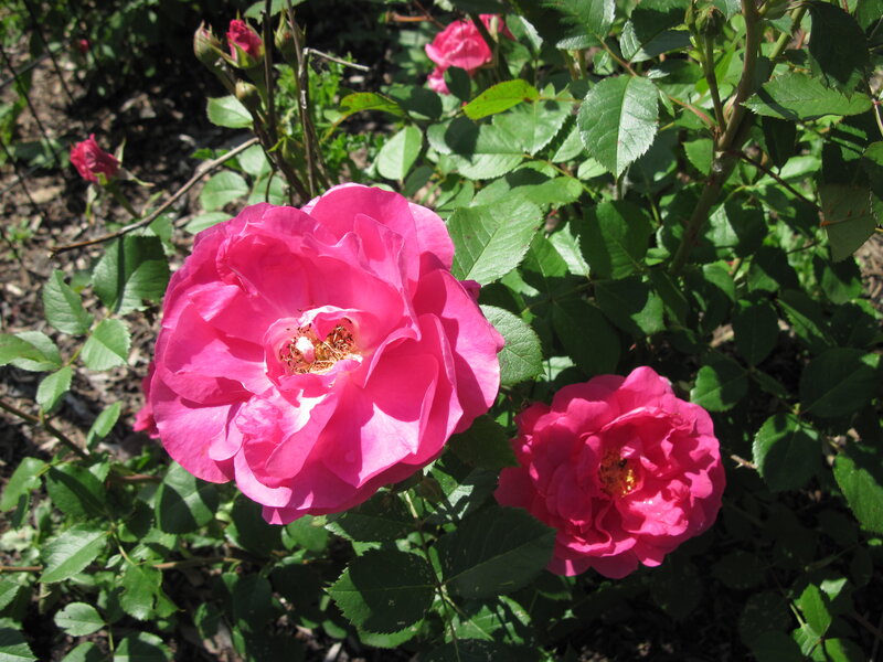 Pink Roses in Bloom — Serene, Afternoon, Photograph, Bush, Leaves