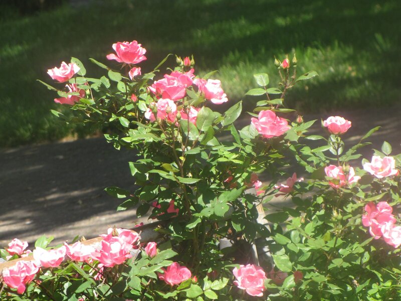 Pink Roses in Bloom — Serene, Afternoon, Photograph, Bush