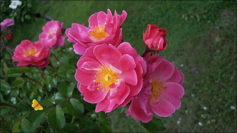Pink Roses in Bloom — Serene, Afternoon, Photograph, Butterfly