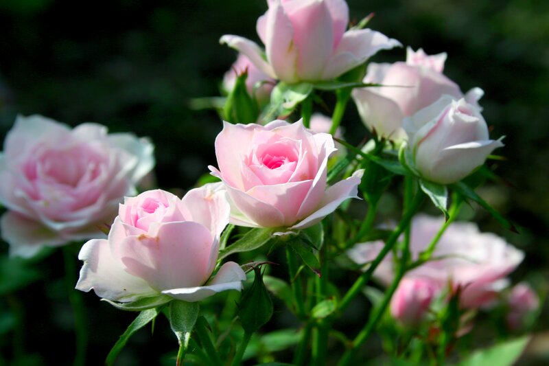 Pink Roses in Bloom — Serene, Afternoon, Photograph, Flowers, Buds, Green Leaves