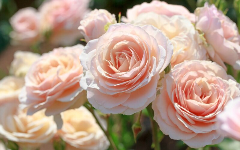 Pink Roses in Bloom — Serene, Afternoon, Photograph, Flowers, Greenery