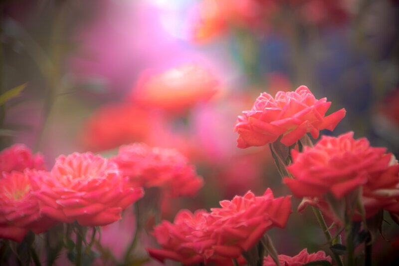 Pink Roses in Bloom — Serene, Afternoon, Photograph, Flowers, Sunlight
