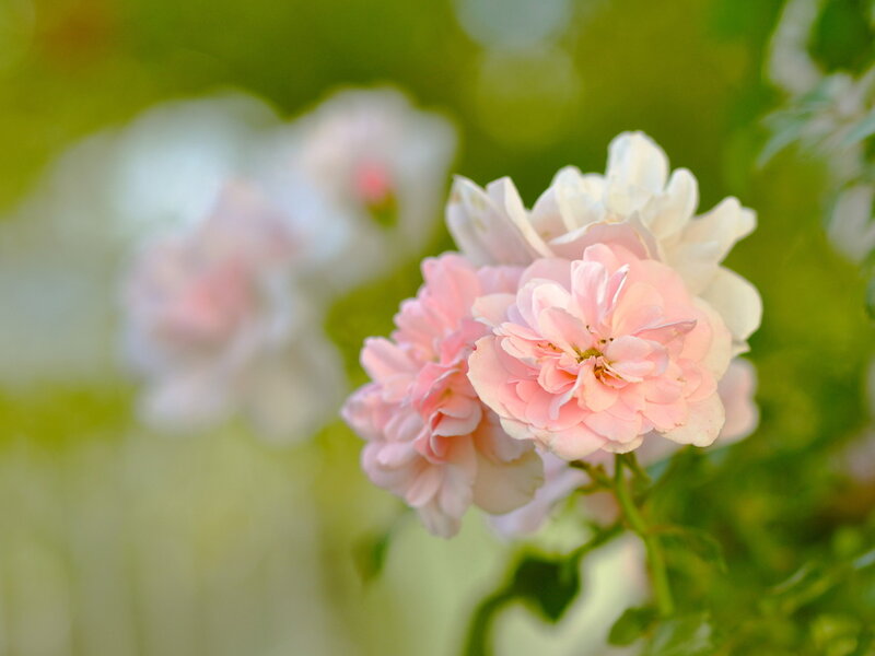 Pink Roses in Bloom — Serene, Afternoon, Photograph, Flowers