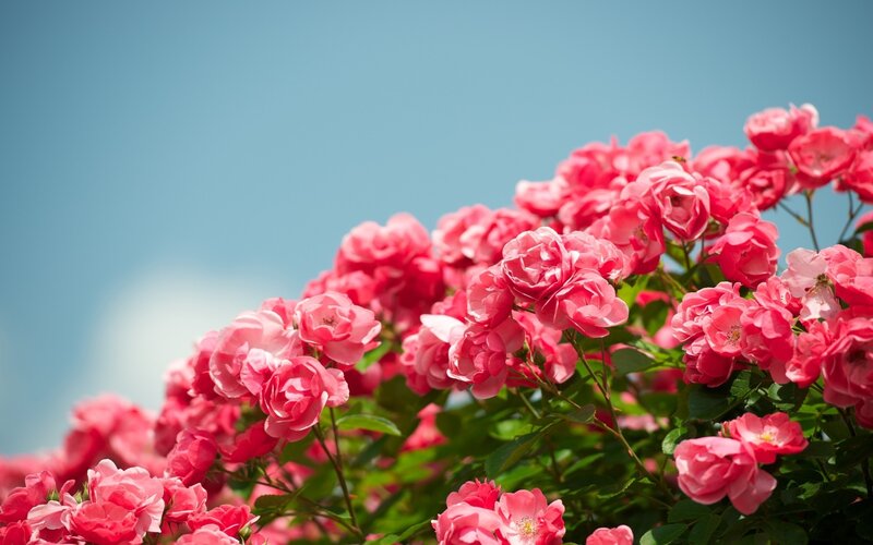 Pink Roses in Bloom — Serene, Afternoon, Photograph, Green Leaves, Blue Sky, Green