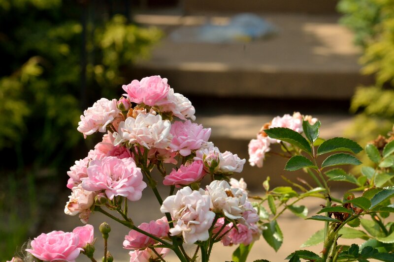 Pink Roses in Bloom — Serene, Afternoon, Photograph, Green Leaves, Garden