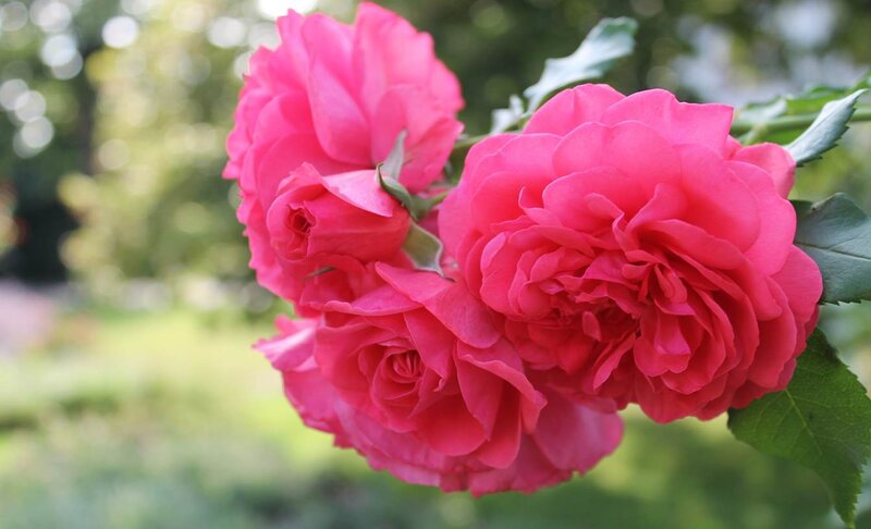 Pink Roses in Bloom — Serene, Afternoon, Photograph, Leaves, Stem