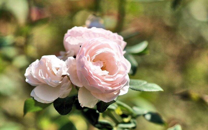 Pink Roses in Bloom — Serene, Afternoon, Photograph, Leaves, Sunlight, Green