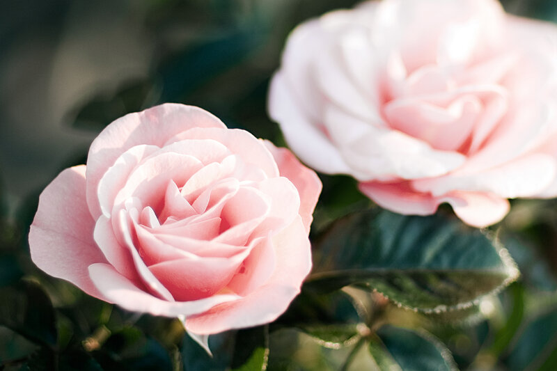 Pink Roses in Bloom — Serene, Afternoon, Photograph, Leaves, Sunlight