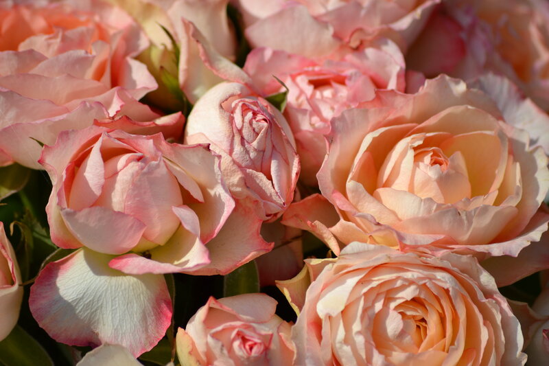 Pink Roses in Bloom — Serene, Afternoon, Photograph, Petals, Buds