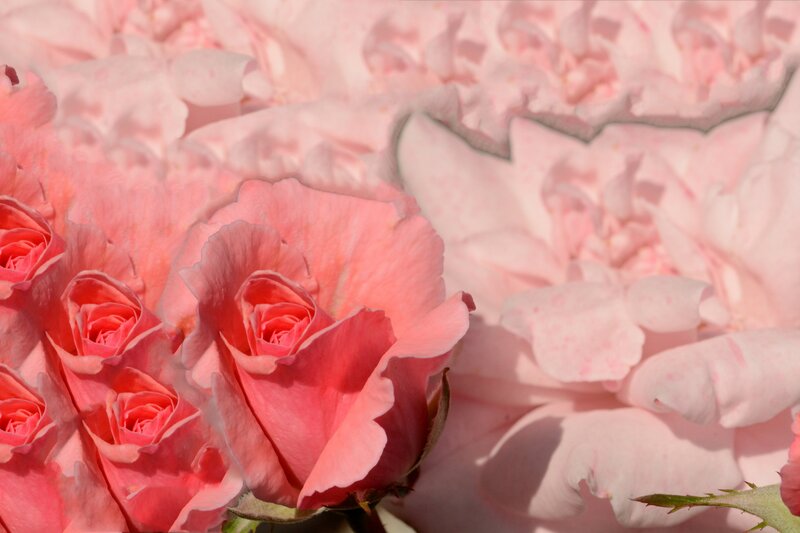 Pink Roses in Bloom — Serene, Afternoon, Photograph, Petals, Green Stem