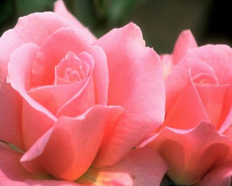 Pink Roses in Bloom — Serene, Afternoon, Photograph, Petals, Greenery