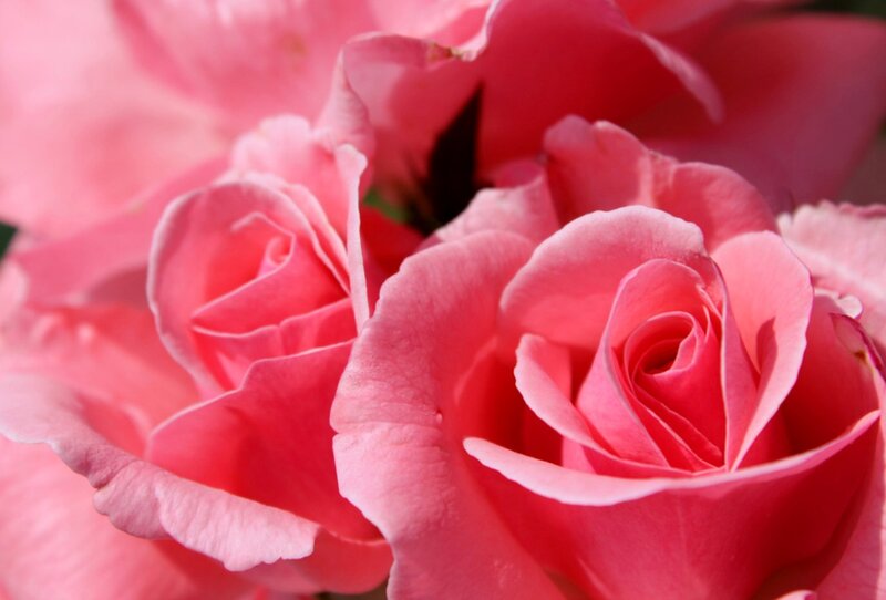 Pink Roses in Bloom — Serene, Afternoon, Photograph, Petals