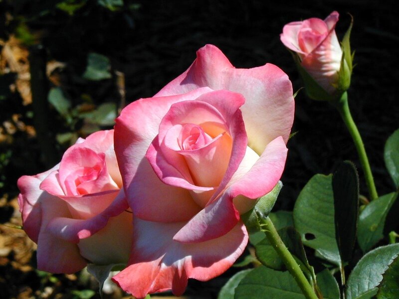 Pink Roses in Bloom — Serene, Afternoon