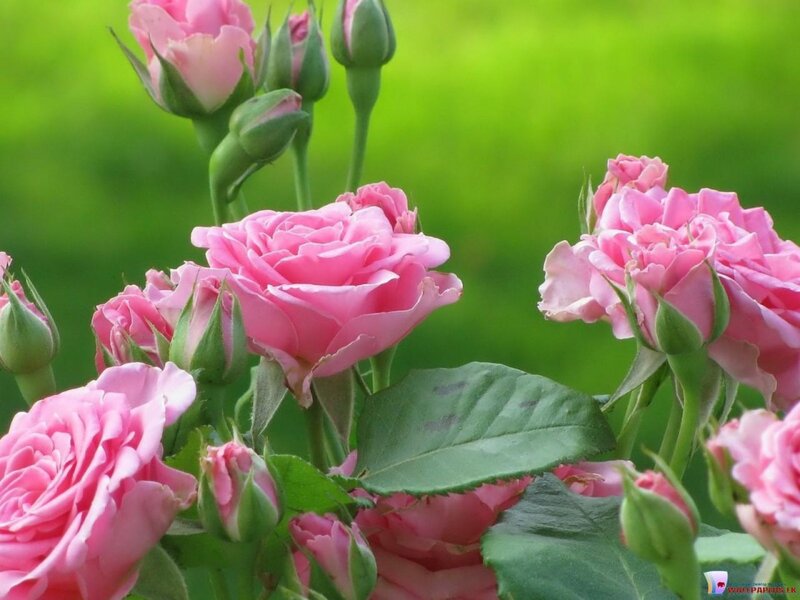 Pink Roses in Bloom — Serene, Buds