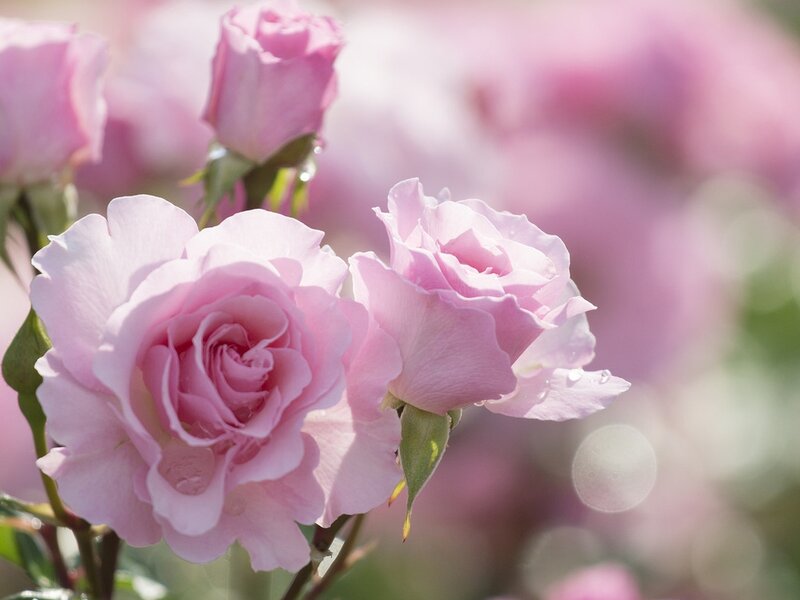 Pink Roses in Bloom — Serene, Morning, Photograph, Blossoms
