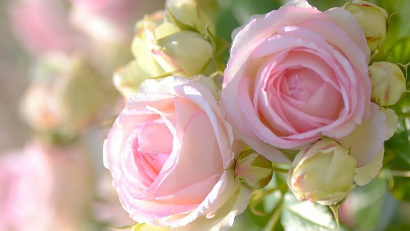 Pink Roses in Bloom — Serene, Morning, Photograph, Buds