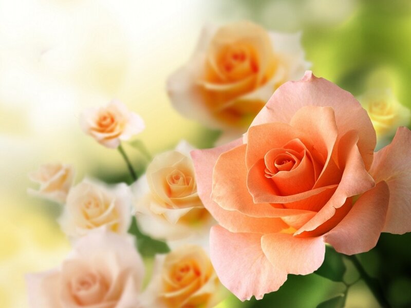 Pink Roses in Bloom — Serene, Morning, Photograph, Flowers, Greenery