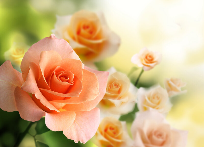 Pink Roses in Bloom — Serene, Morning, Photograph, Flowers