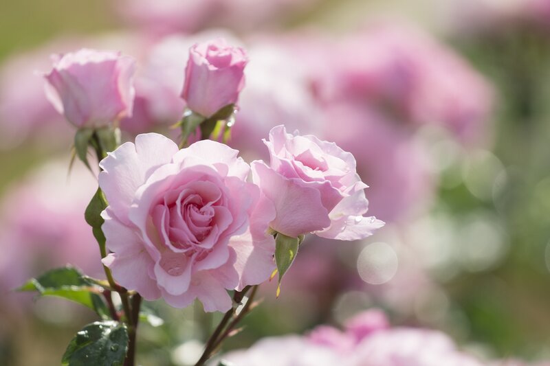 Pink Roses in Bloom — Serene, Morning, Photograph, Green Leaves