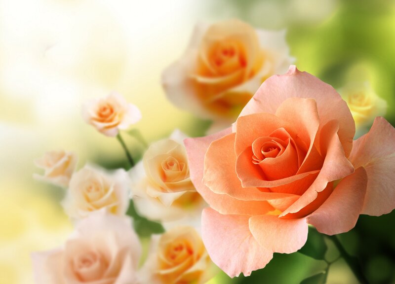 Pink Roses in Bloom — Serene, Morning, Photograph