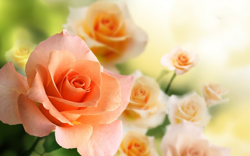 Pink Roses in Bloom — Serene, Morning