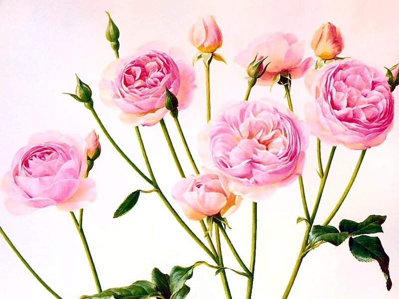 Pink Roses in Bloom — Serene, Painting, Buds