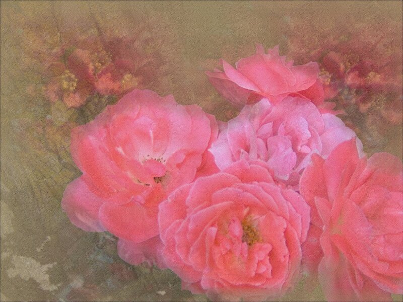 Pink Roses in Bloom — Serene, Painting, Flowers, Petals
