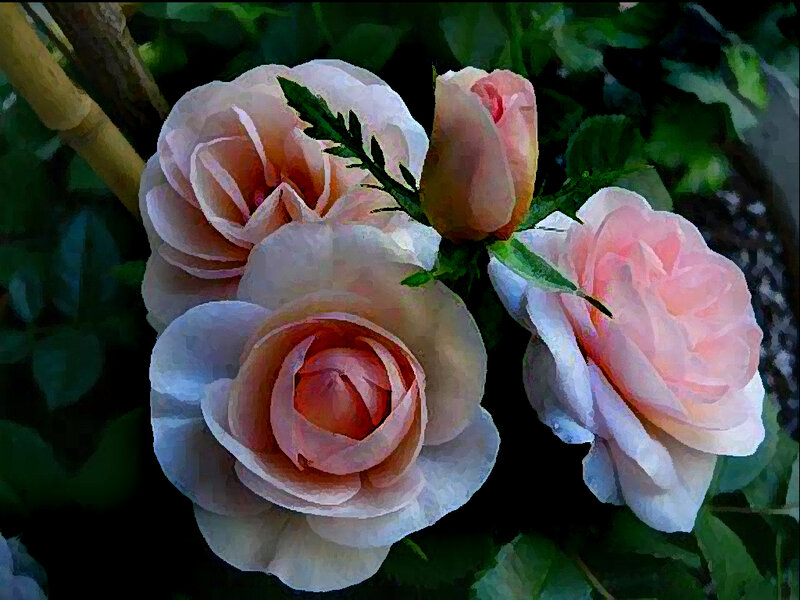 Pink Roses in Bloom — Serene, Painting, Green Leaves