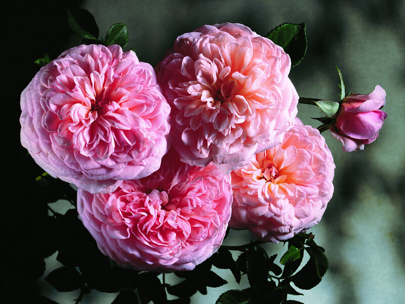 Pink Roses in Bloom — Serene, Photograph, Bud