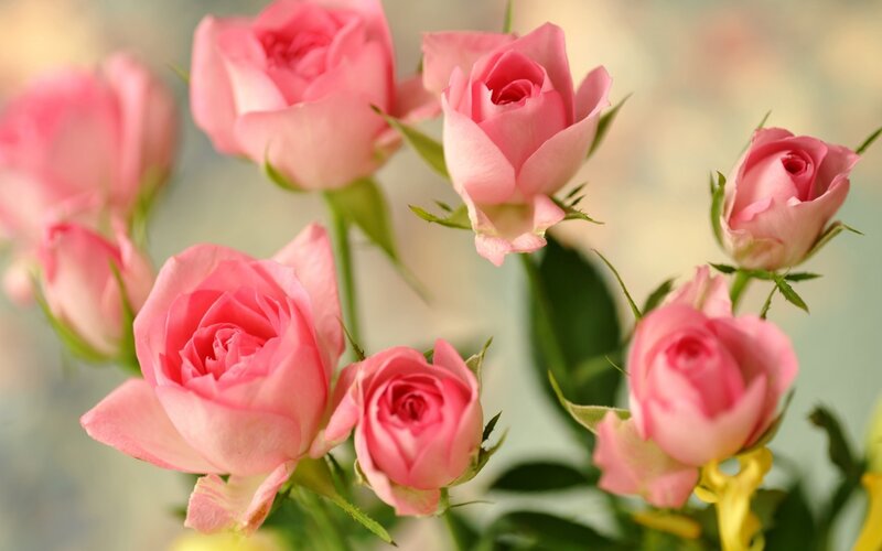 Pink Roses in Bloom — Serene, Photograph, Buds, Green Leaves