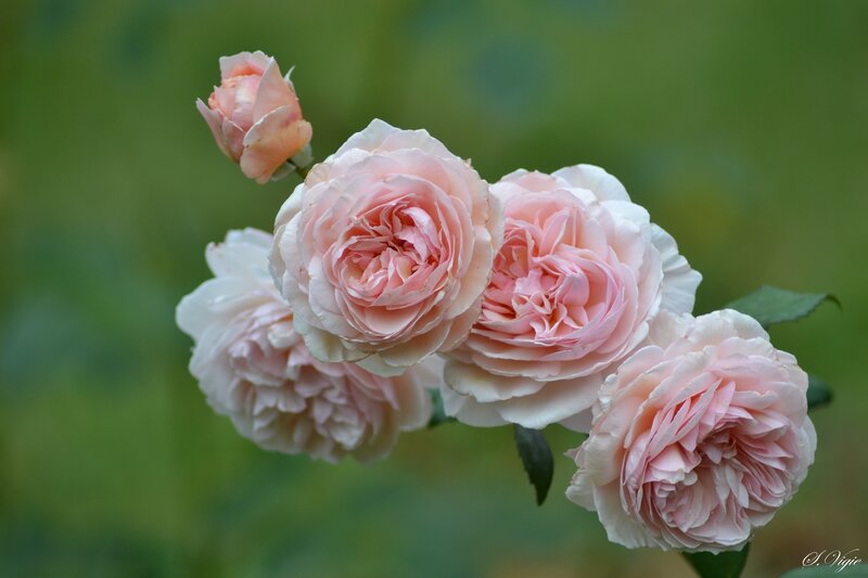 Pink Roses in Bloom — Serene, Photograph, Buds, Leaves, Green Background
