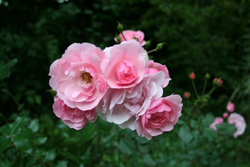 Pink Roses in Bloom — Serene, Photograph, Buds, Leaves, Greenery
