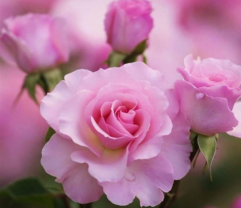 Pink Roses in Bloom — Serene, Photograph, Buds, Leaves, Petals