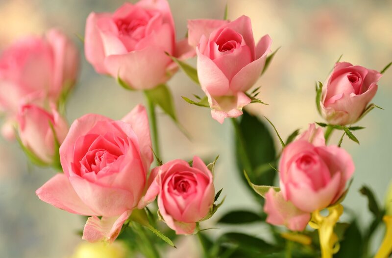 Pink Roses in Bloom — Serene, Photograph, Buds, Leaves, Stems