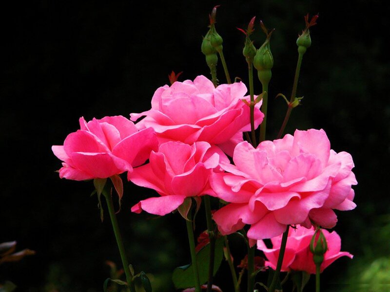 Pink Roses in Bloom — Serene, Photograph, Buds, Stems, Leaves