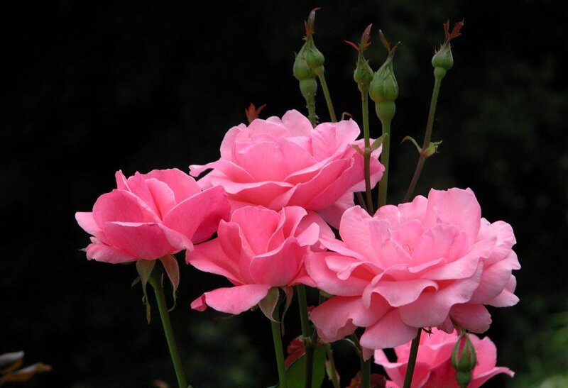 Pink Roses in Bloom — Serene, Photograph, Buds, Stems