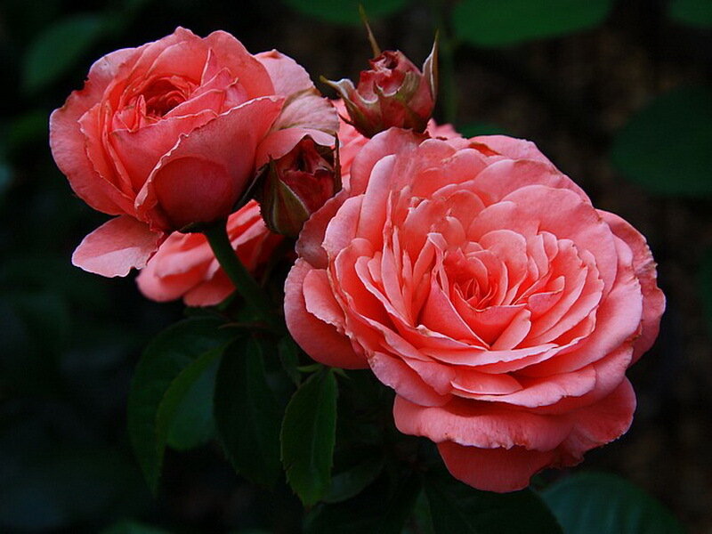 Pink Roses in Bloom — Serene, Photograph, Buds