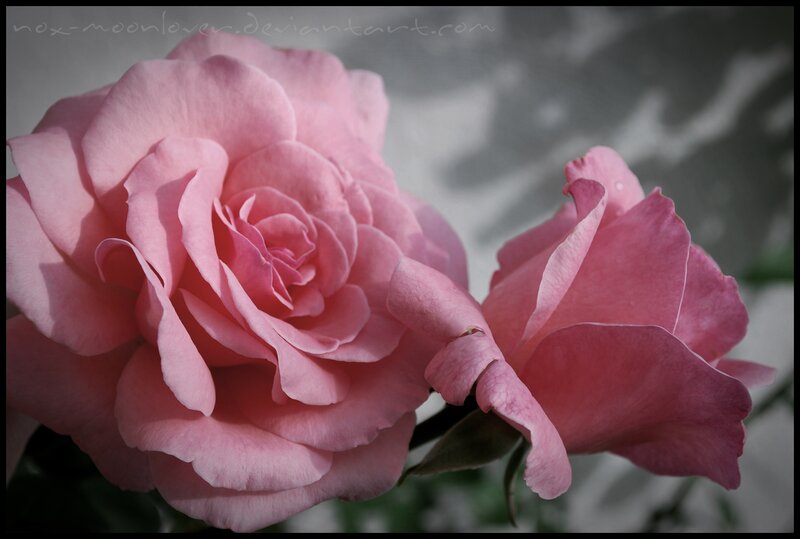 Pink Roses in Bloom — Serene, Photograph, Flower